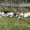 Bari - Mischling Welpe Rüde Familienhund