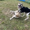 Bari - Mischling Welpe Rüde Familienhund