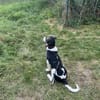 Bari - Mischling Welpe Rüde Familienhund
