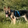 Verspielter Samantha sucht ihre Familie