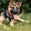 Verspielter Samantha sucht ihre Familie