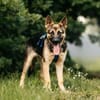 Verspielter Samantha sucht ihre Familie