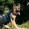 Verspielter Samantha sucht ihre Familie