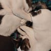 Caspar und Milo /Virneburg(ALO)