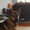 junge, smart Frida sucht ihre Familie