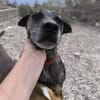 Caty ist eine Seele von Hund