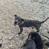 Caty ist eine Seele von Hund