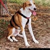 LORENZO - sucht ein Zuhause......