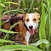 LORENZO - sucht ein Zuhause......