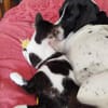 Junges Katerduo Elis und Piruleta