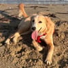 Amy sucht ihr Für Immer Zuhause