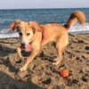 Amy sucht ihr Für Immer Zuhause