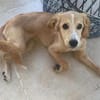 Amy sucht ihr Für Immer Zuhause