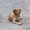 Lucy sucht ein liebevolles Zuhause