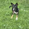 Savanna - Welpe Pinschermix Hündin klein