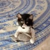 Junges, offenes Katzenmädchen Carmelita