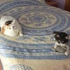 Junges, offenes Katzenmädchen Carmelita