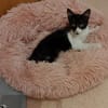 Junges, offenes Katzenmädchen Carmelita