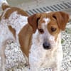Mokka -liebt Menschen, verspielt-