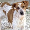 Mokka -liebt Menschen, verspielt-