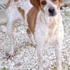 Mokka -liebt Menschen, verspielt-