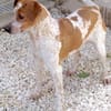Mokka -liebt Menschen, verspielt-