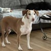 die hübsche Siva sucht ein Zuhause