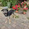 Liebe Amy