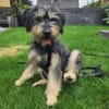 Tabby - vorvermittelt -
