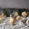 Tabby - vorvermittelt -