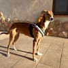 NUBE  (Animalea)