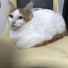 Avril chaton angora