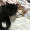Arlo chaton angora