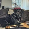 Pepe sucht ein liebes Zuhause