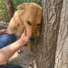 🐾❤ MAXI, liebenswertes Hundemädchen
