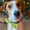 Neues Zuhause für Bailey gesucht