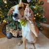 Neues Zuhause für Bailey gesucht