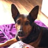 Tulma1 sucht ein Zuhause/Pflegestelle