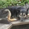 Zuhause gesucht für Lambada