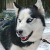 FELIX 2 ist liebenswert und freundlich