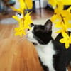 Zuckersüßer Kater Grisu  Stark trotz Ep