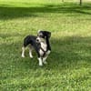 Blueberry sucht ihre Traumfrau