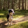Blueberry sucht ihre Traumfrau