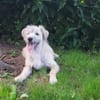 Dietrich sucht sein liebevolles Zuhause