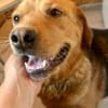 Junger Labrador, agil, gelehrig