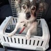 Blacky braucht unverschuldet neues Sofa