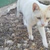Werde Pflegestelle für Katzen in NOT