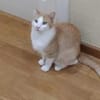 Werde Pflegestelle für Katzen in NOT