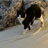 Raspy -sehr liebes, gutmütiges Katerchen
