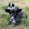 Arme kleine Ally - immer Kettenhund